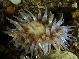 Sea anemone by Jorn Ari 